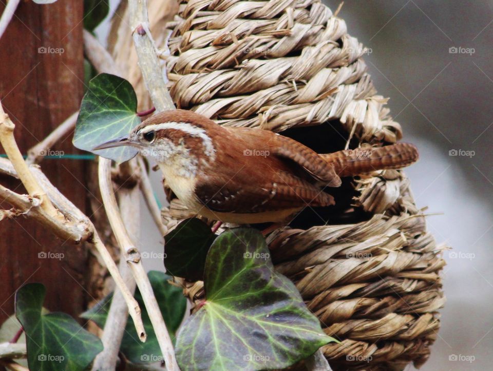 Wren