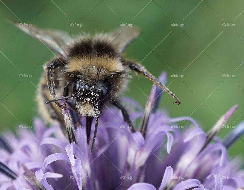 Close up of a bee gathering pollen from a flower nurtured by my my sister in law ...🐝