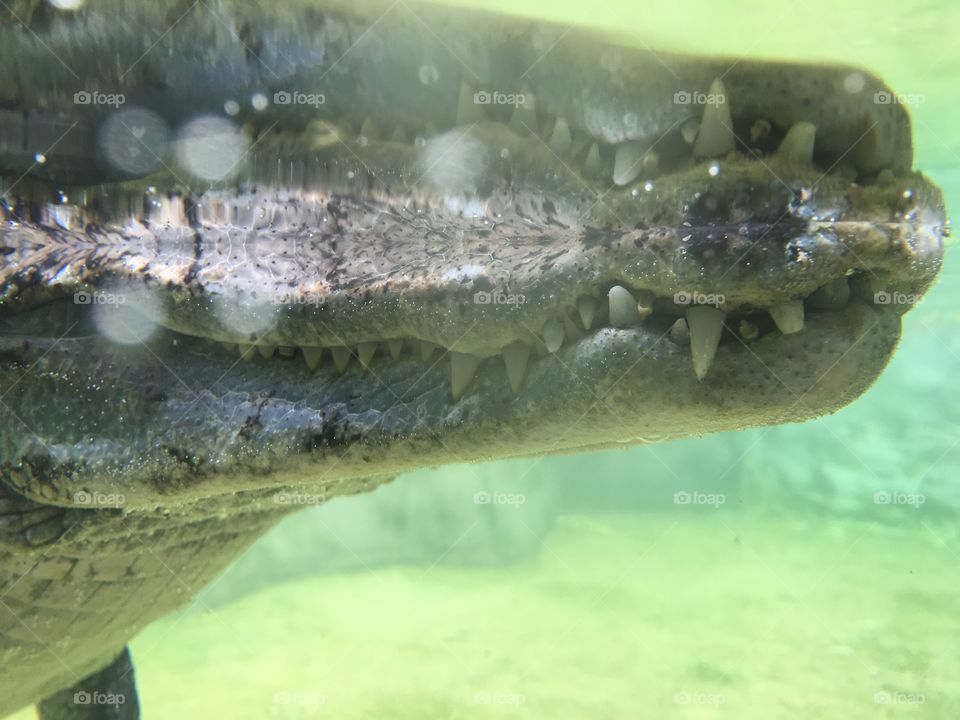 Crocodile fang