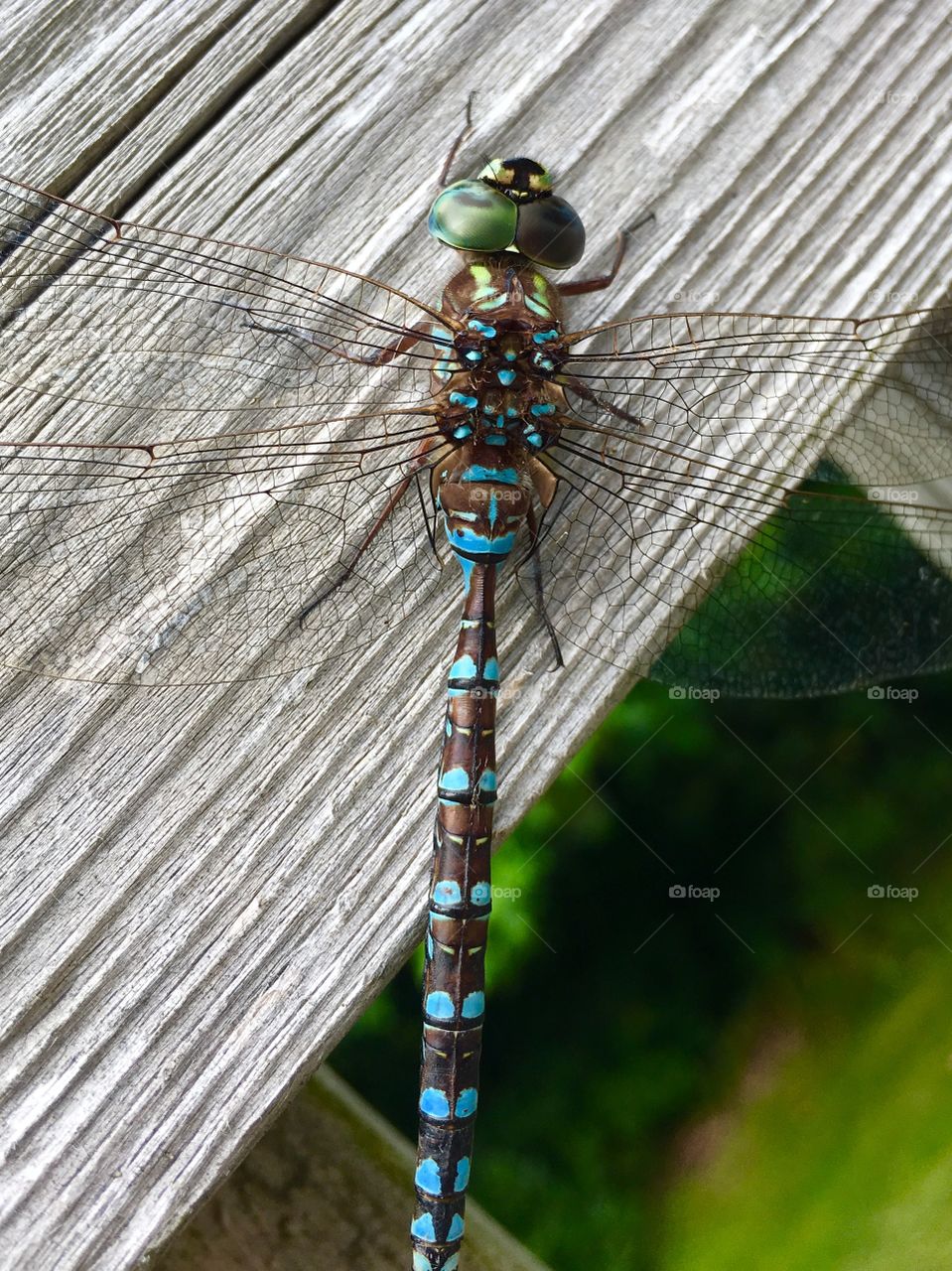 Dragonfly-Canada farmer