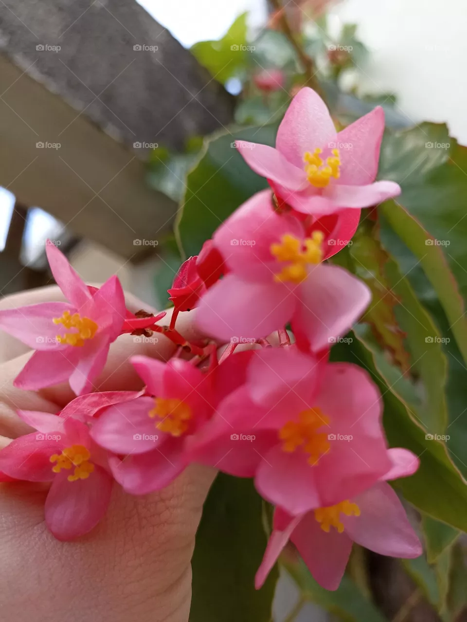 flores