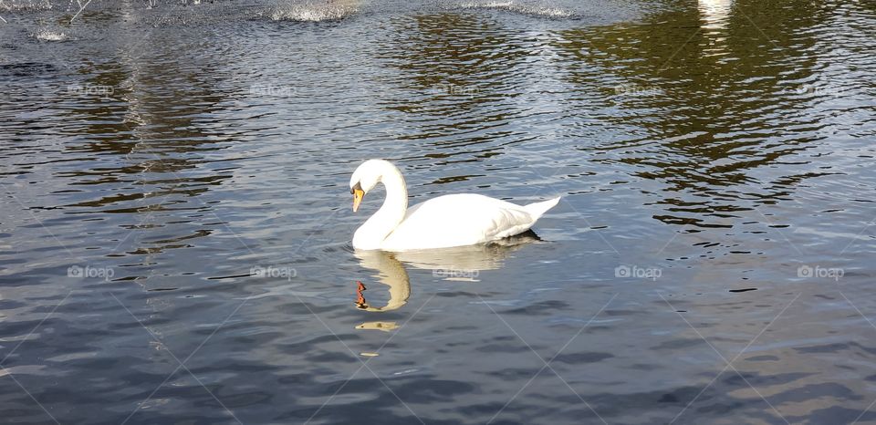 White Swan in a fall pond.
