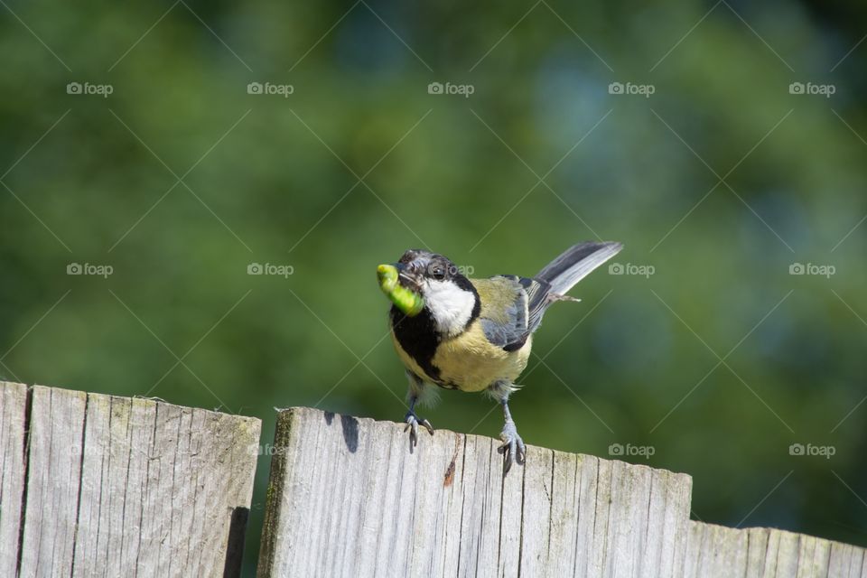 Mama bird is feeding