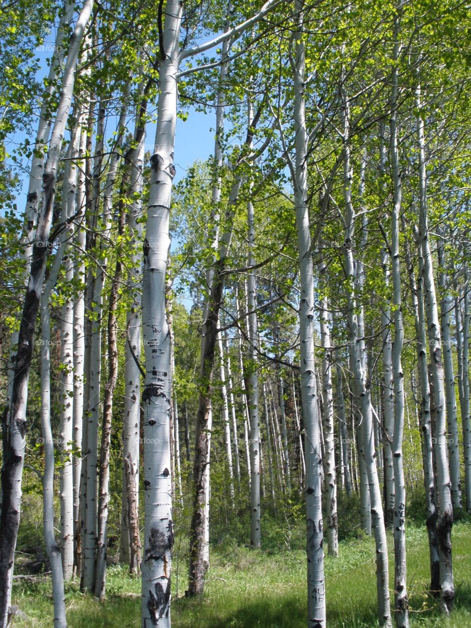 Birch Trees. Grove of Birch trees 