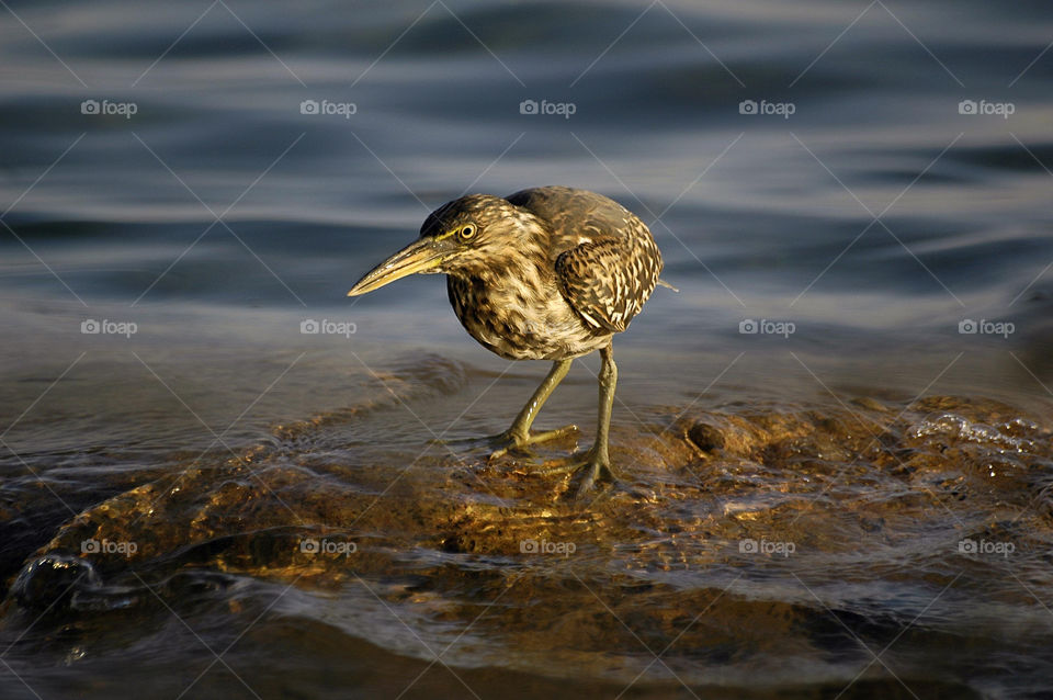nature water bird surface by yahavesh