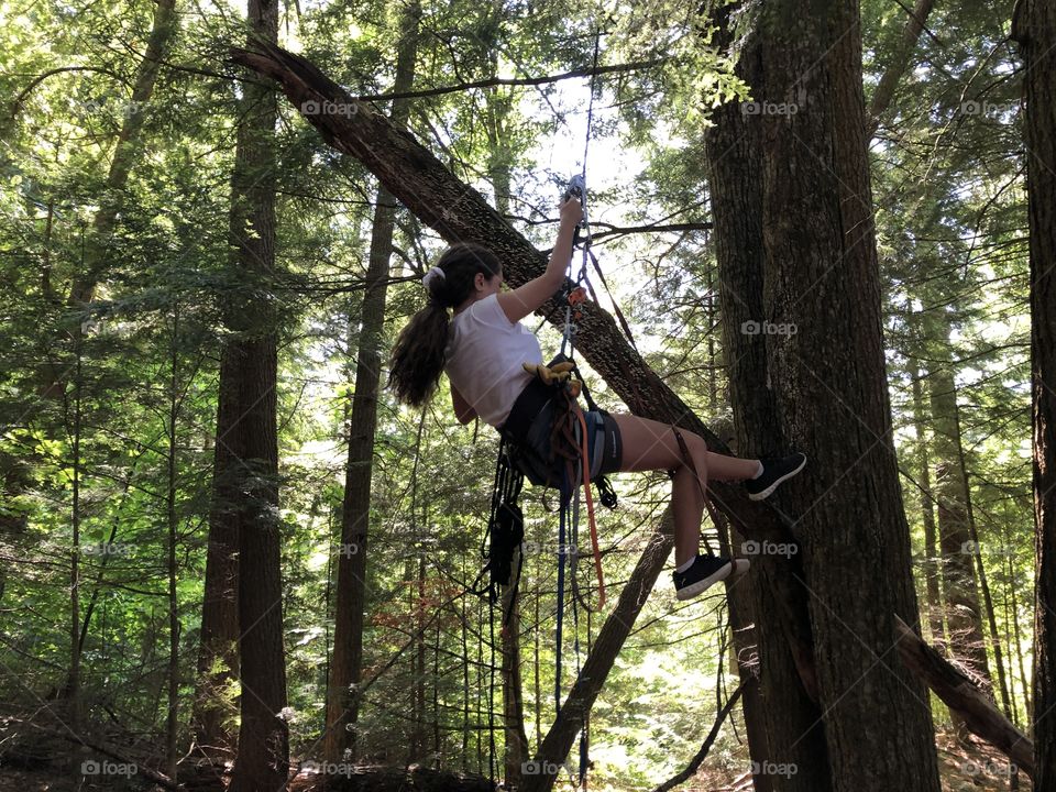 Athletic girl in forest, climbing tree with ropes and harness while the sun peeks through branches above. 