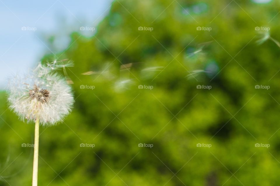 Dandelion 