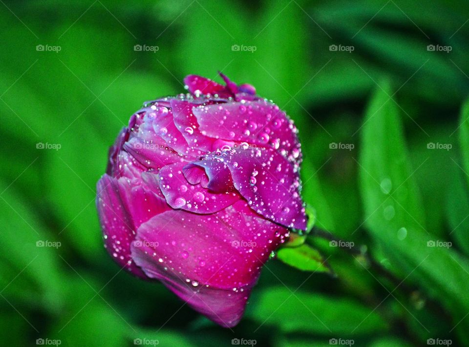 peonies petals in the rain