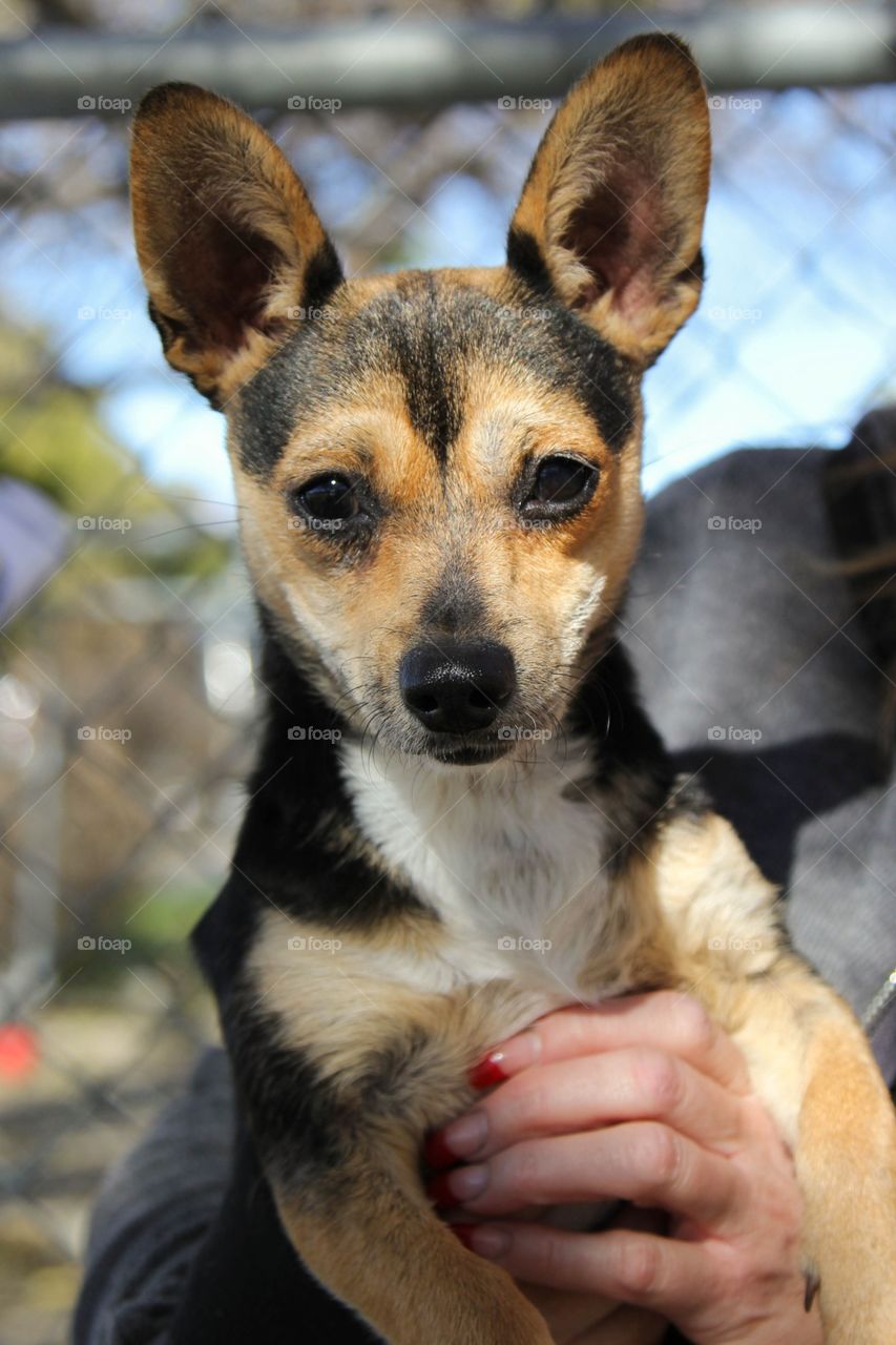 Dog, Mammal, Canine, Cute, Portrait