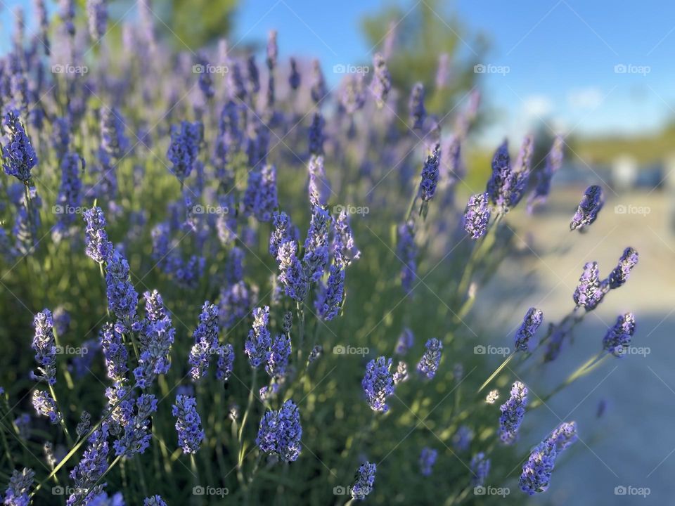 Lavender field in bloom 