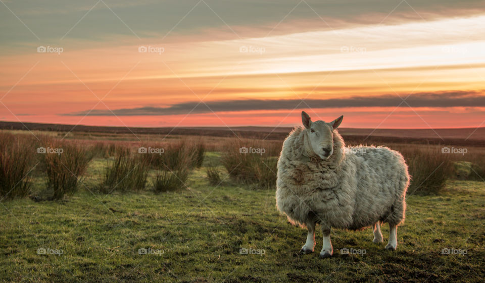 Sleep standing on the grassy field