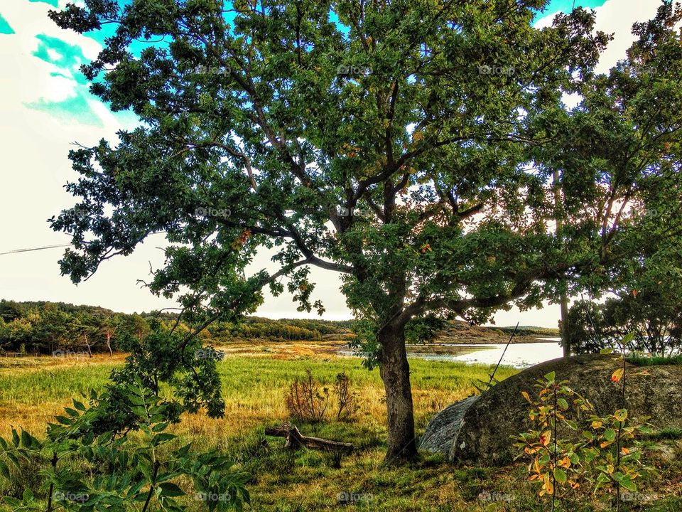 View of tree in grass