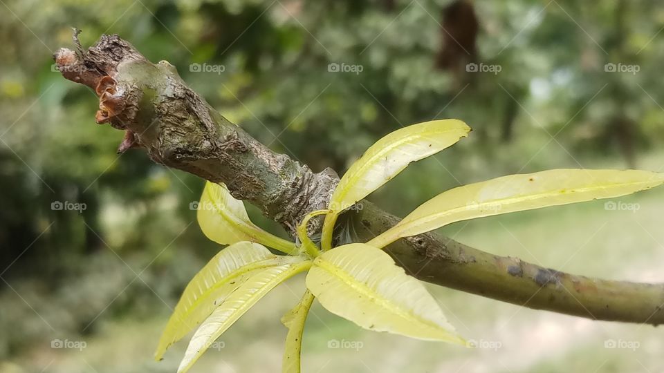 New Yellow leaves of Mango tree in spring time.