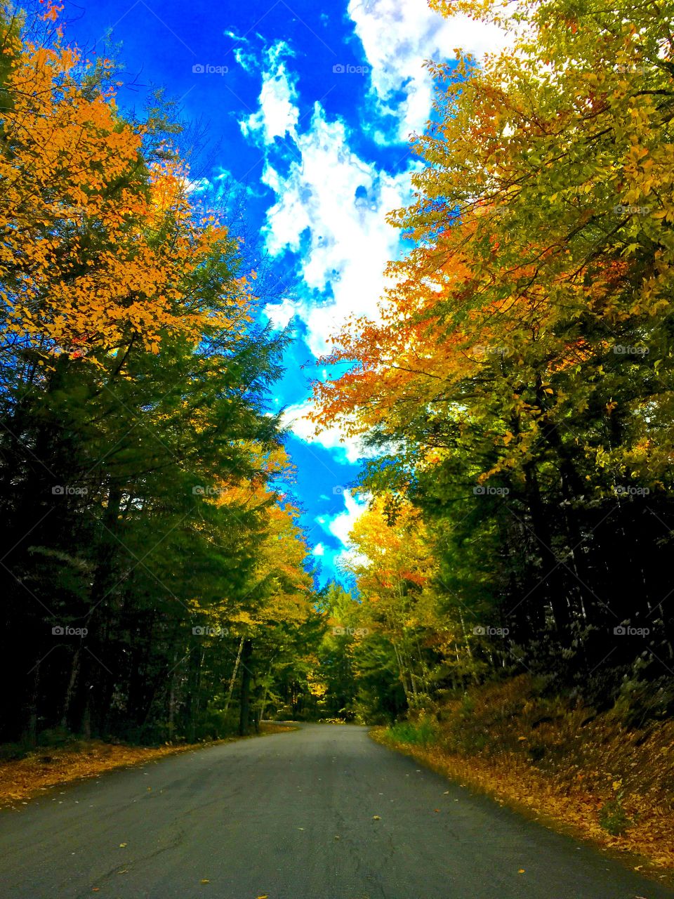 Fall Foliage Road
