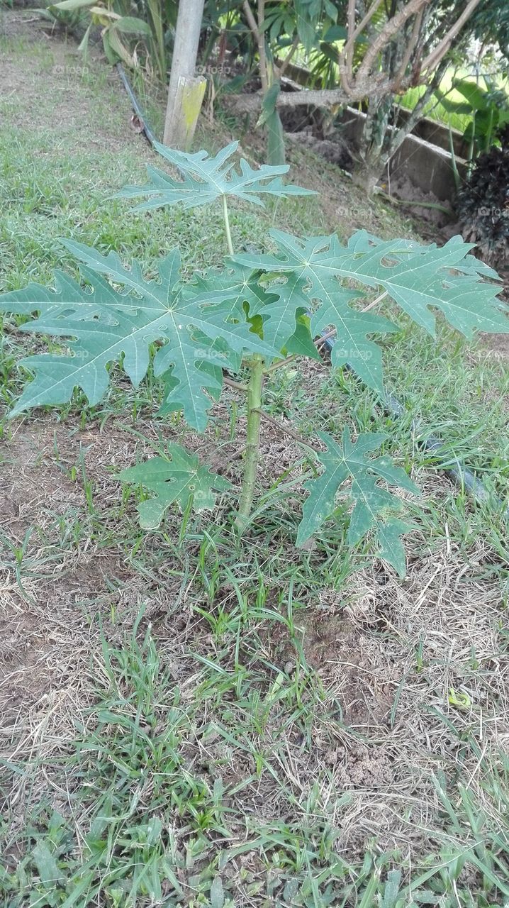 it been few weeks already. this papaya tree getting tall.