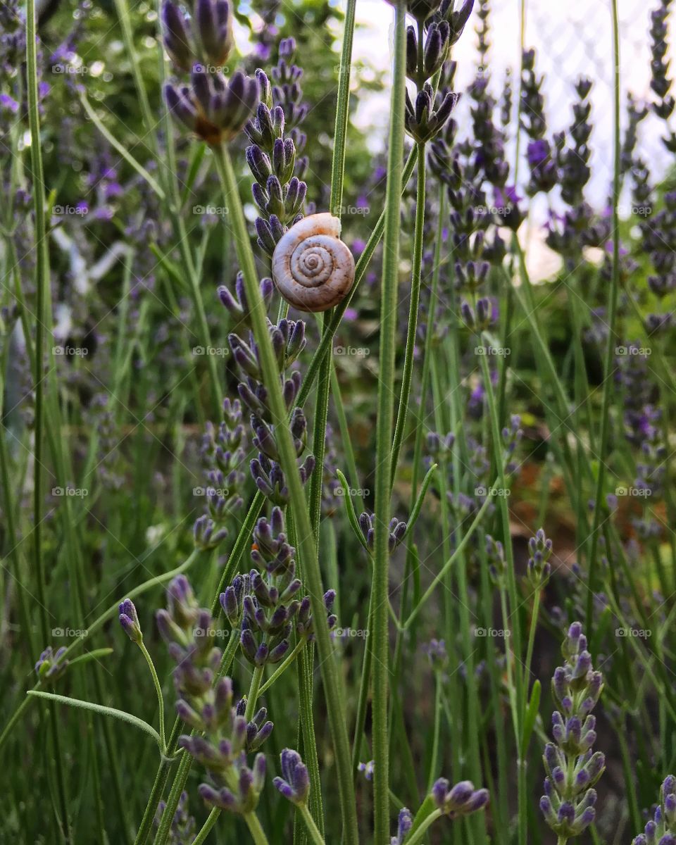 A snail on a branch of lavender. Summer garden.