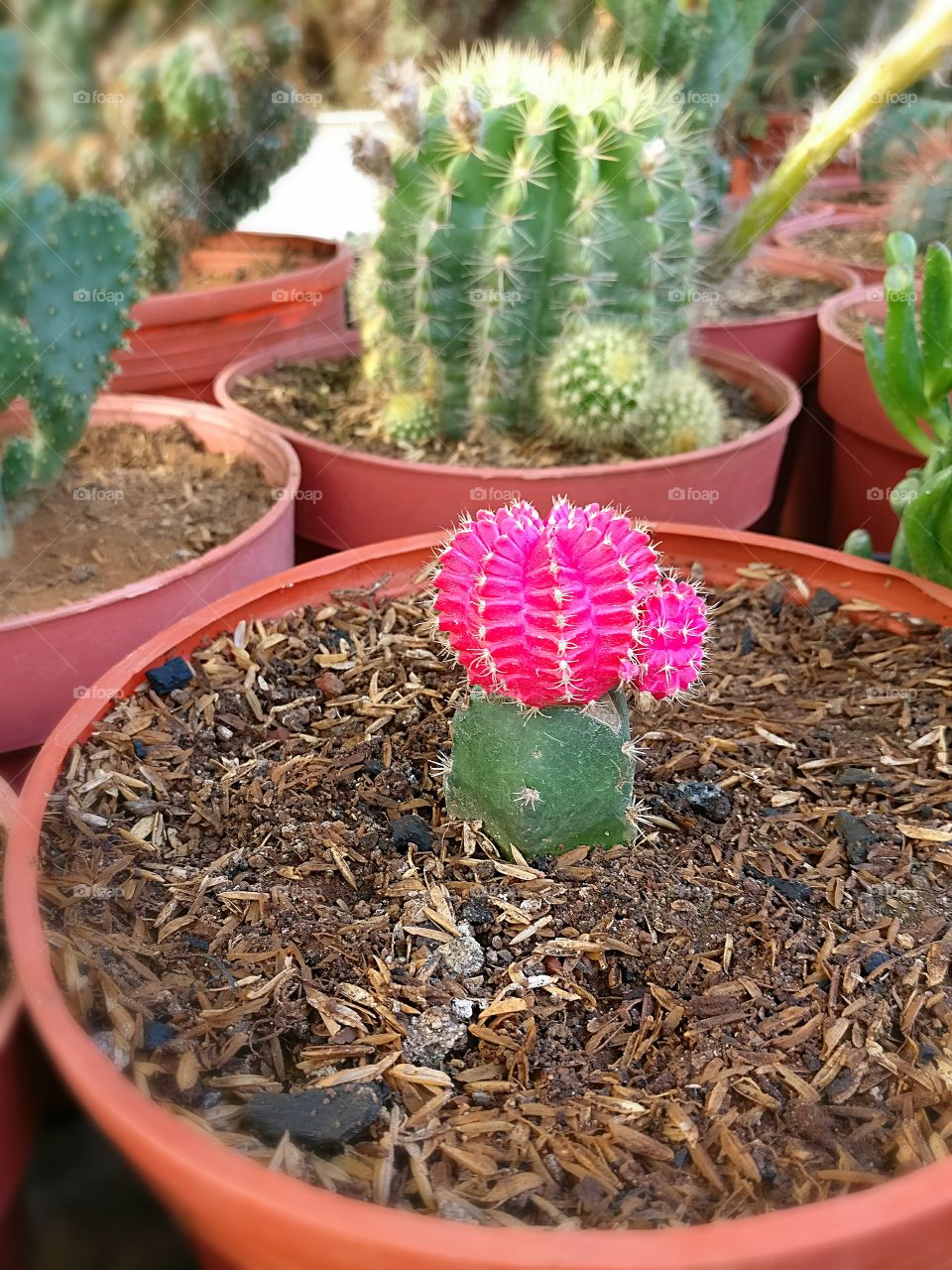 Colorful hybrid cactus