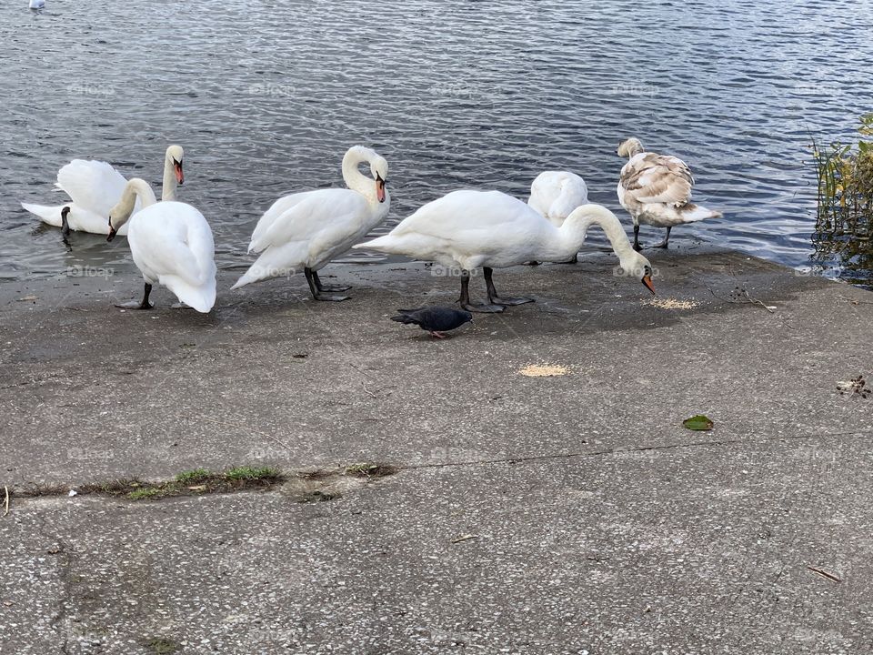 Water swans winter