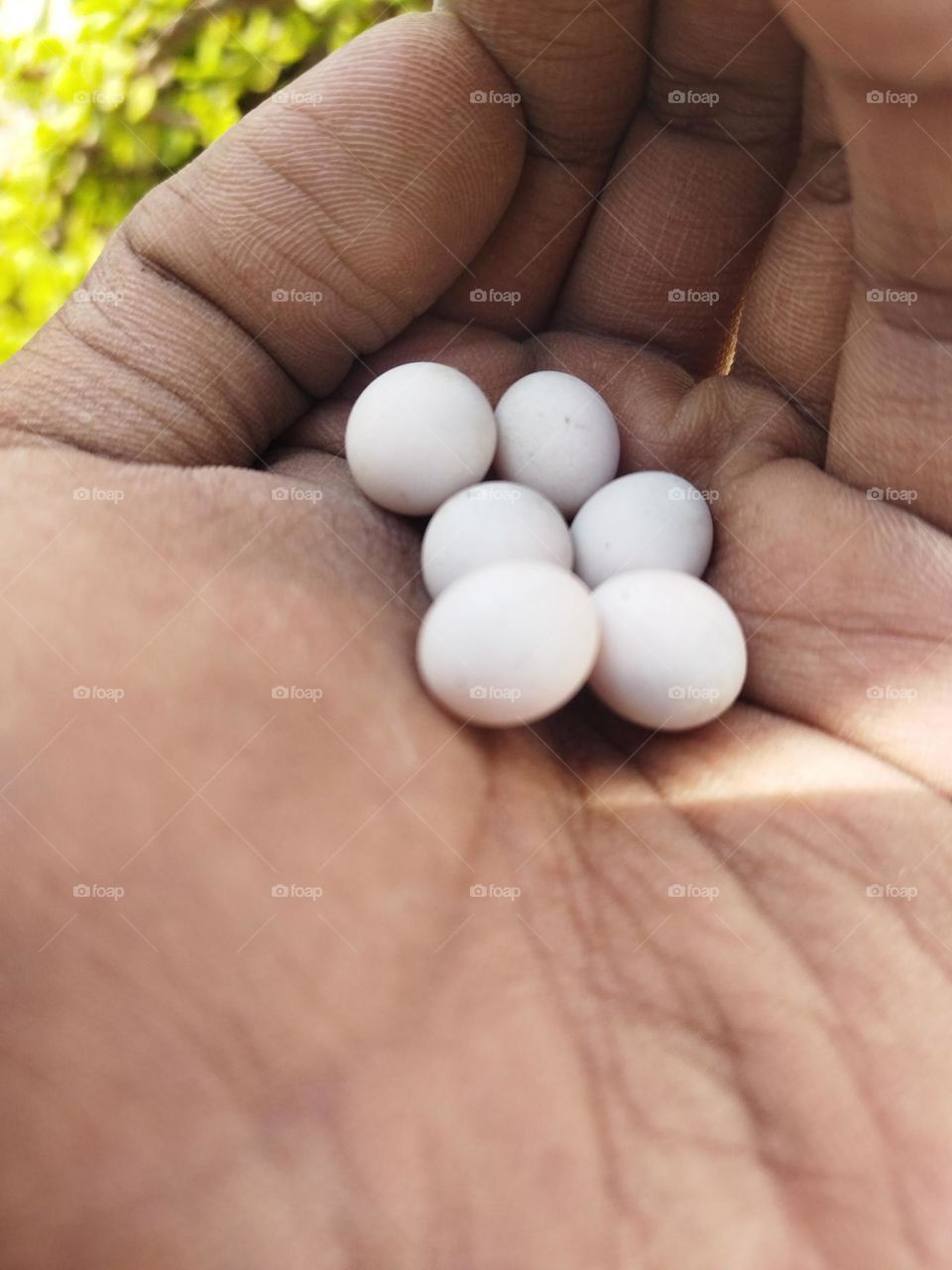 gecko eggs to hatch soon