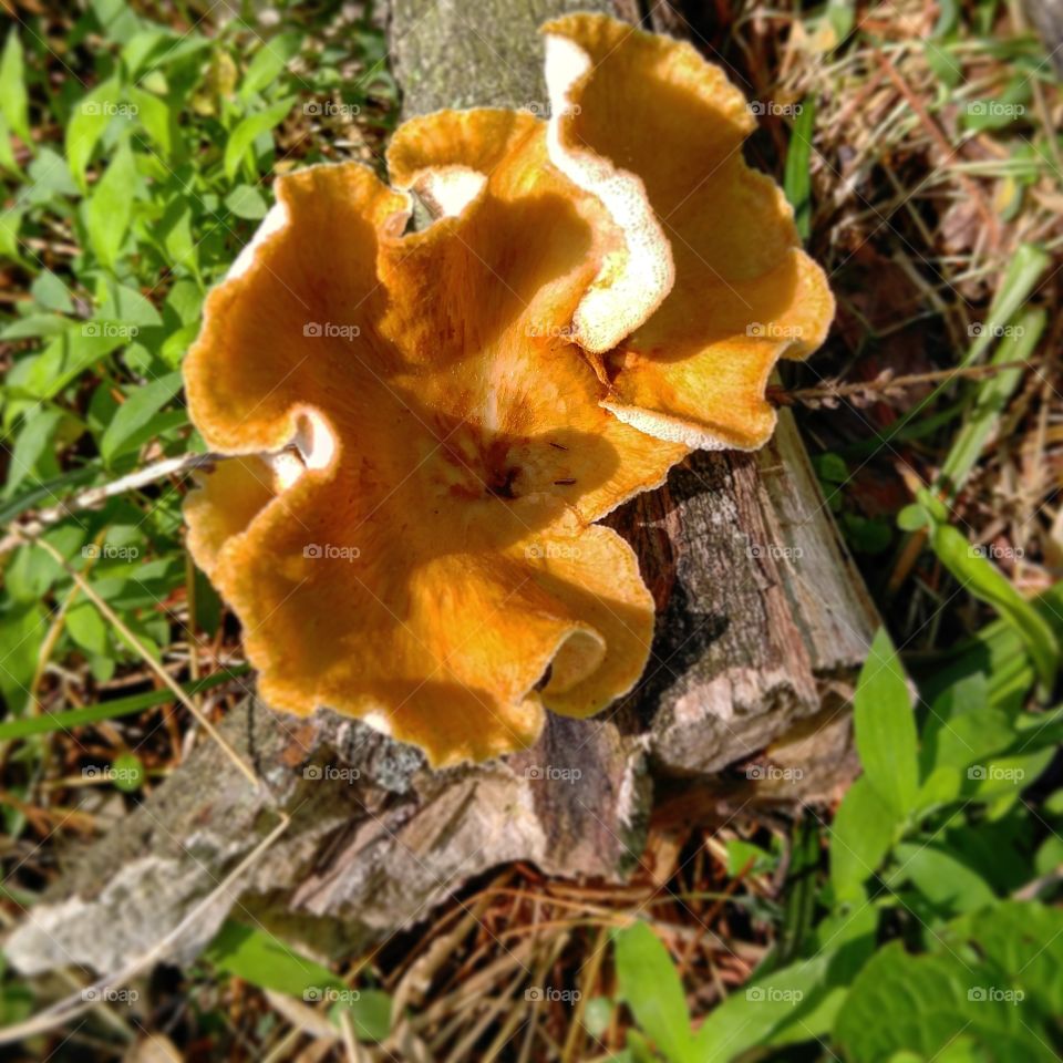 Mushroom in the woods