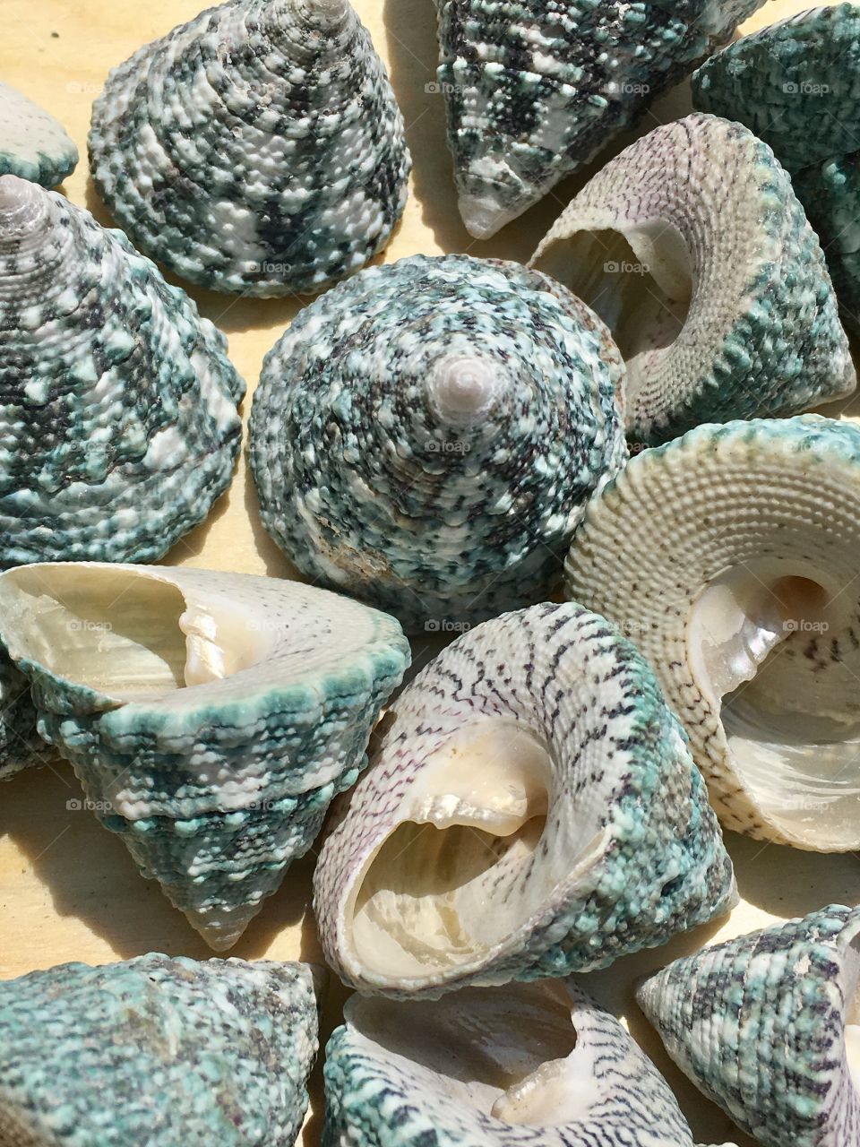 Sea green sea shells 3