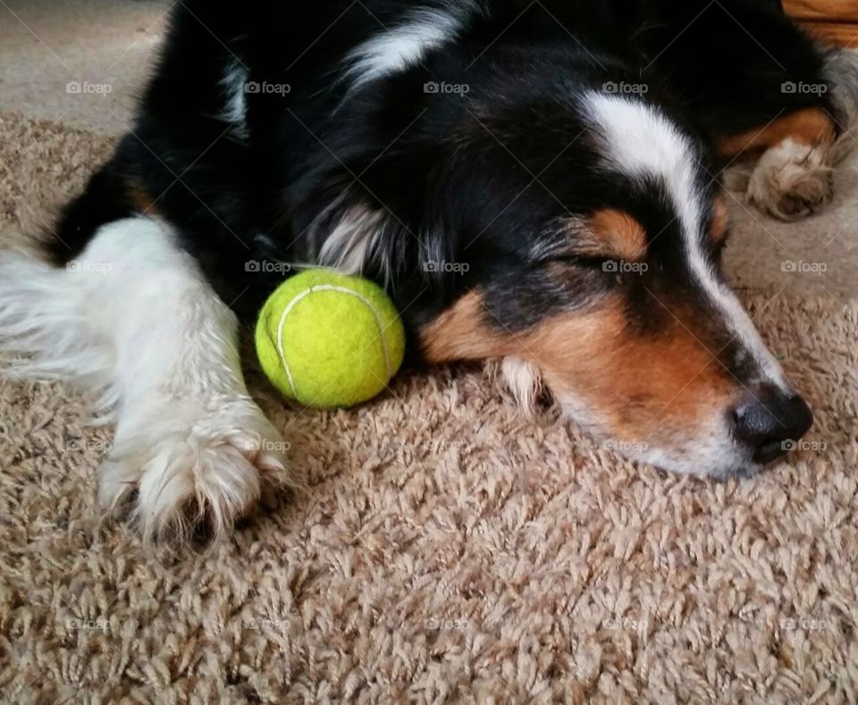 Play. Sleep. Play. Repeat. It's a hard life, but somebody's gotta do it.