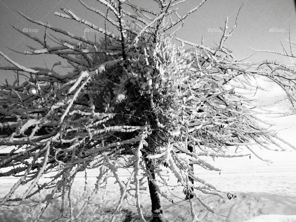 snow tree
