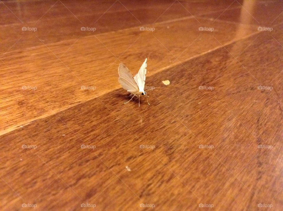 A small moth that has alighted on a wooden floor. 