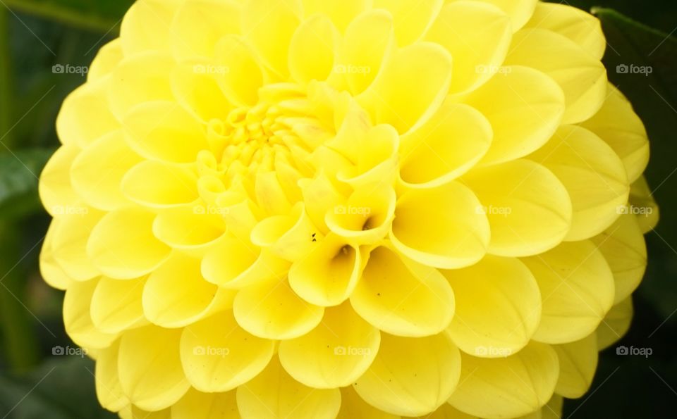 a flower resembles a sun