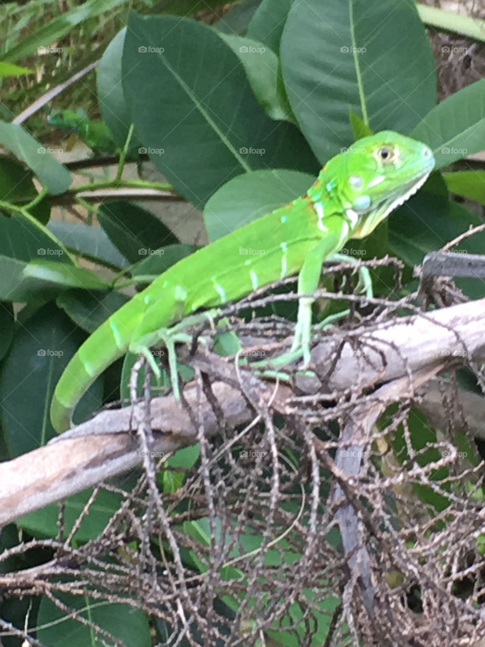 Large green lizard in nature 