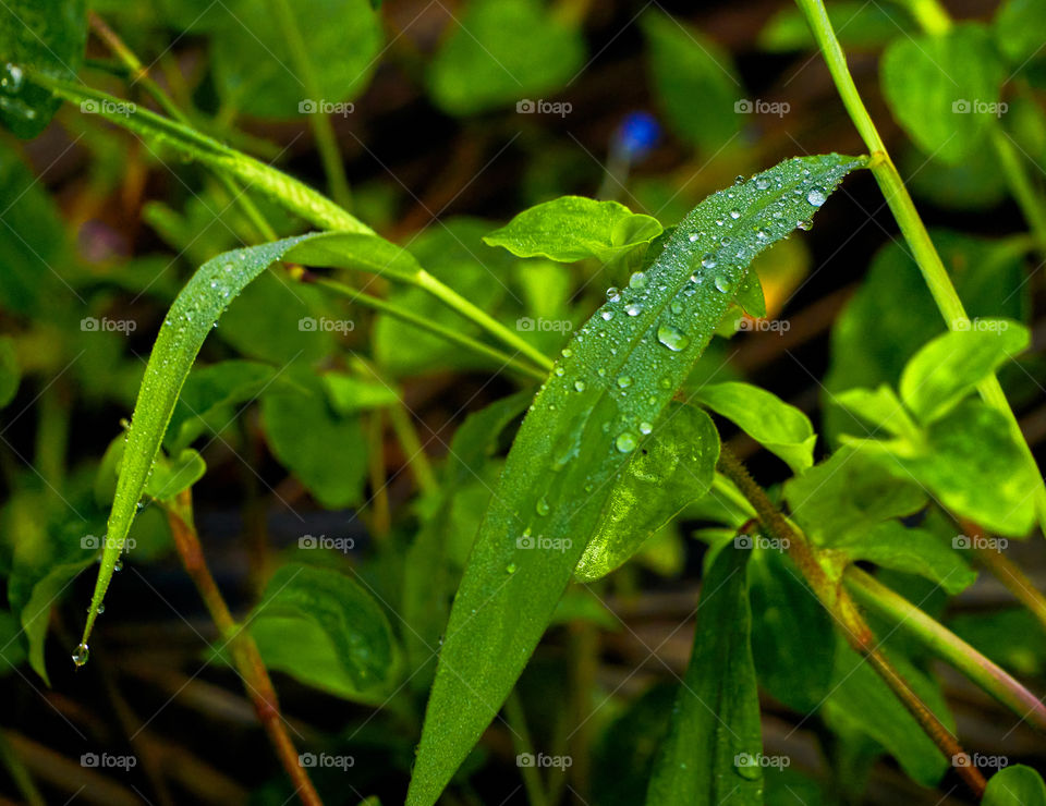 Water  drops  - grass  blade  surface