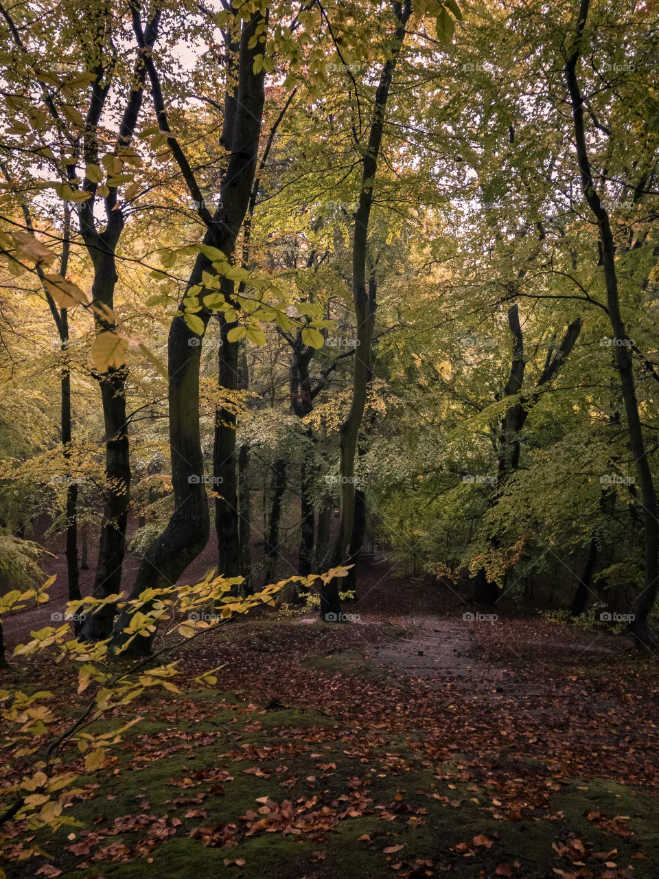 Forest
