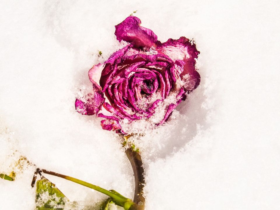 Rose in Snow