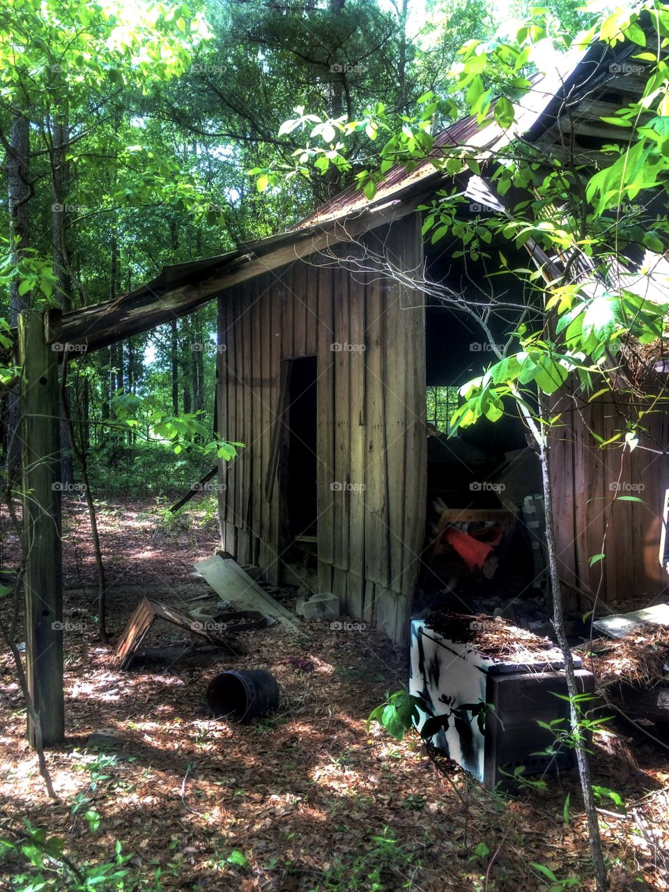Forest Shed
