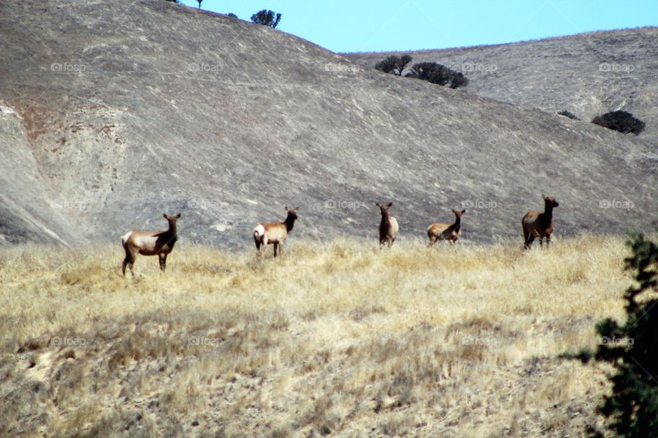 Cow elk