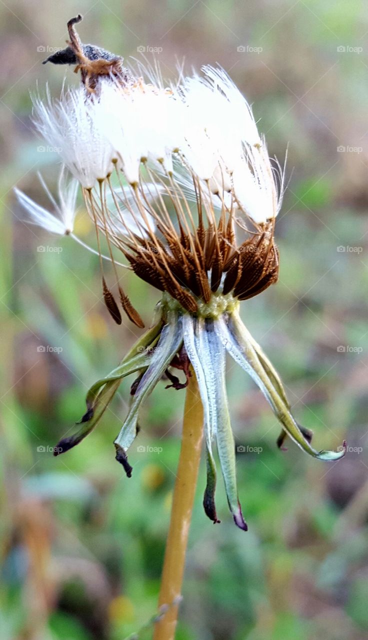 Dandelion - Every stroke of a light wind, a tooth blooms.