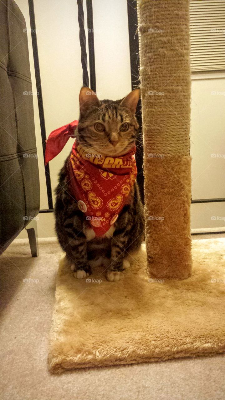 bandana and kitten