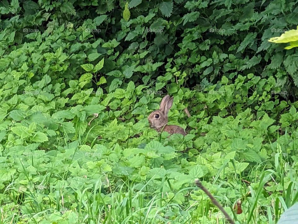 wild rabbit