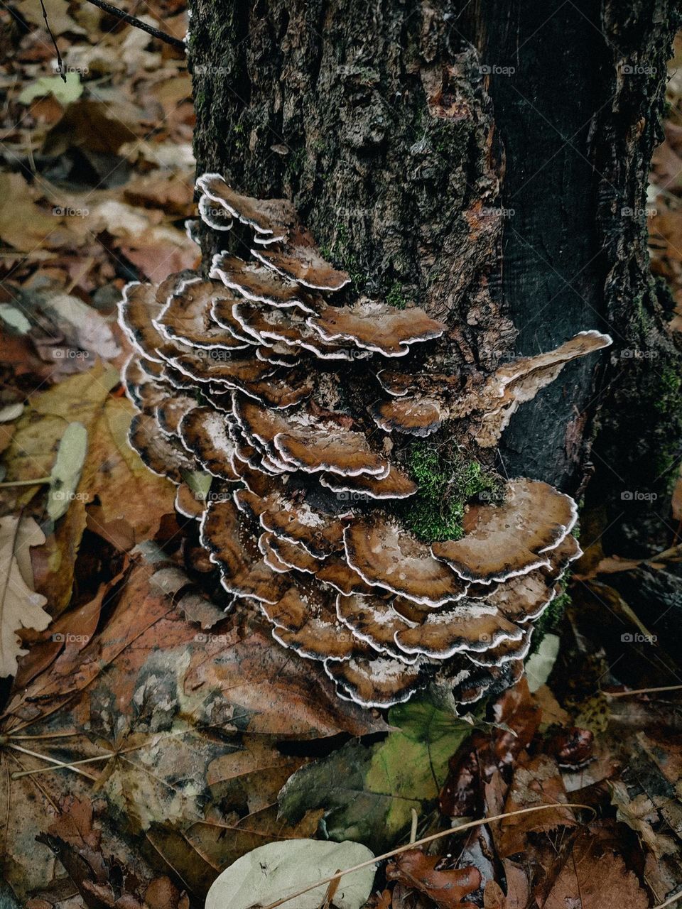 Wild brown polypore mushrooms Bjerkandera adusta family growing on the tree trunk in autumn forest