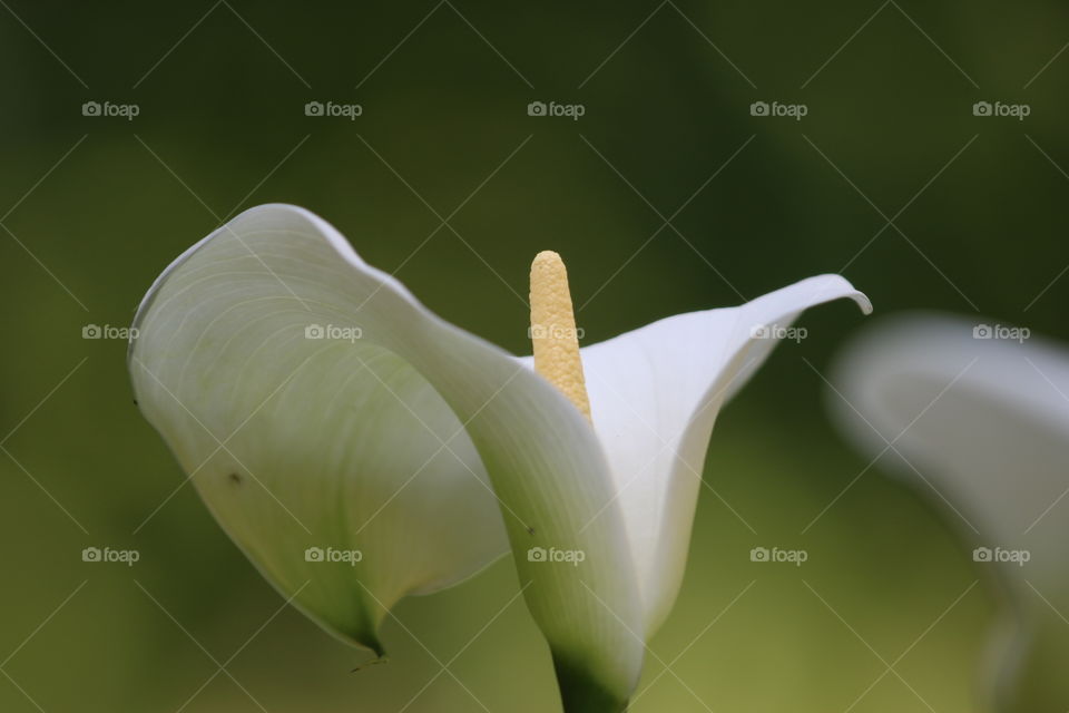 A white lovely flower with a green background.