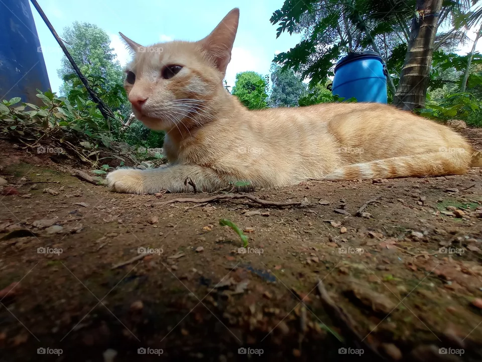 pet