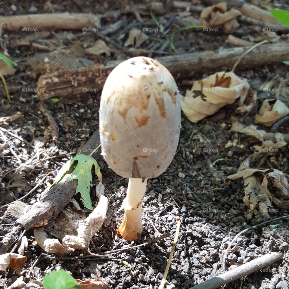 Mushroom, Fungus, Nature, Wood, Boletus