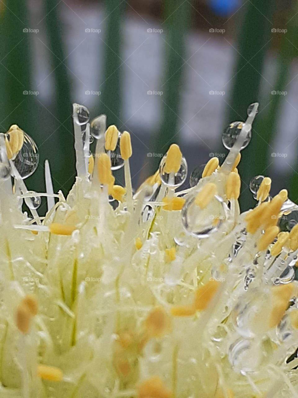 rain drops on the flowers  on rainy days