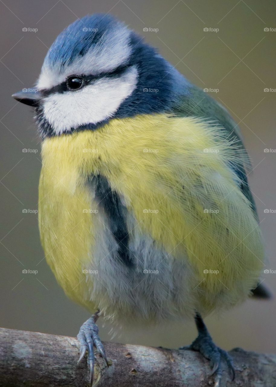 Blue tit