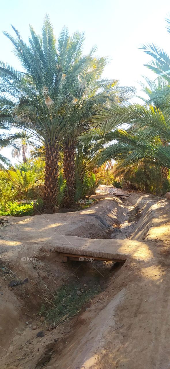 Crossing bridge in garden