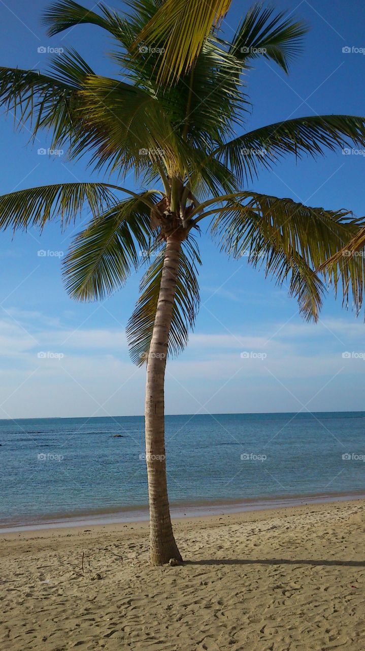 Beach coconut tree 🌴 