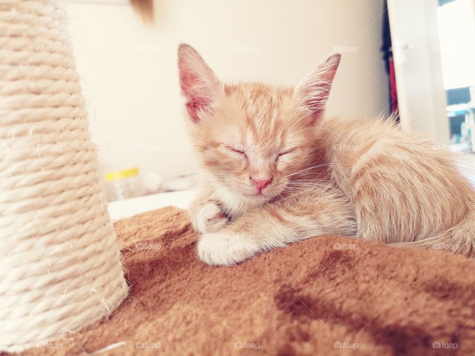 Orange Kitten asleep