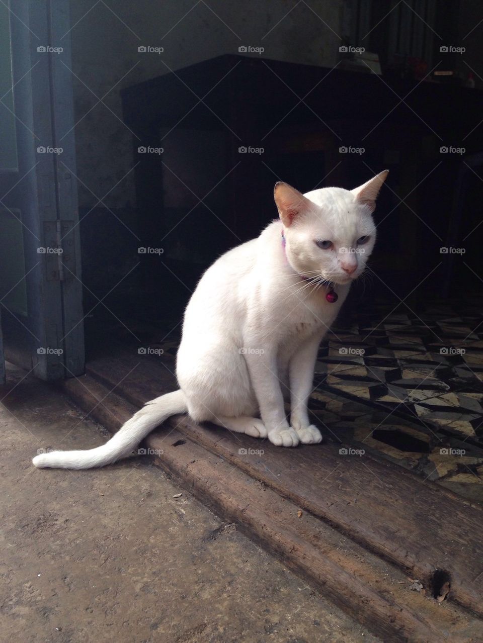 Lonely cat In the oldtown