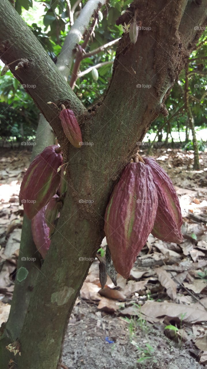 Cacao