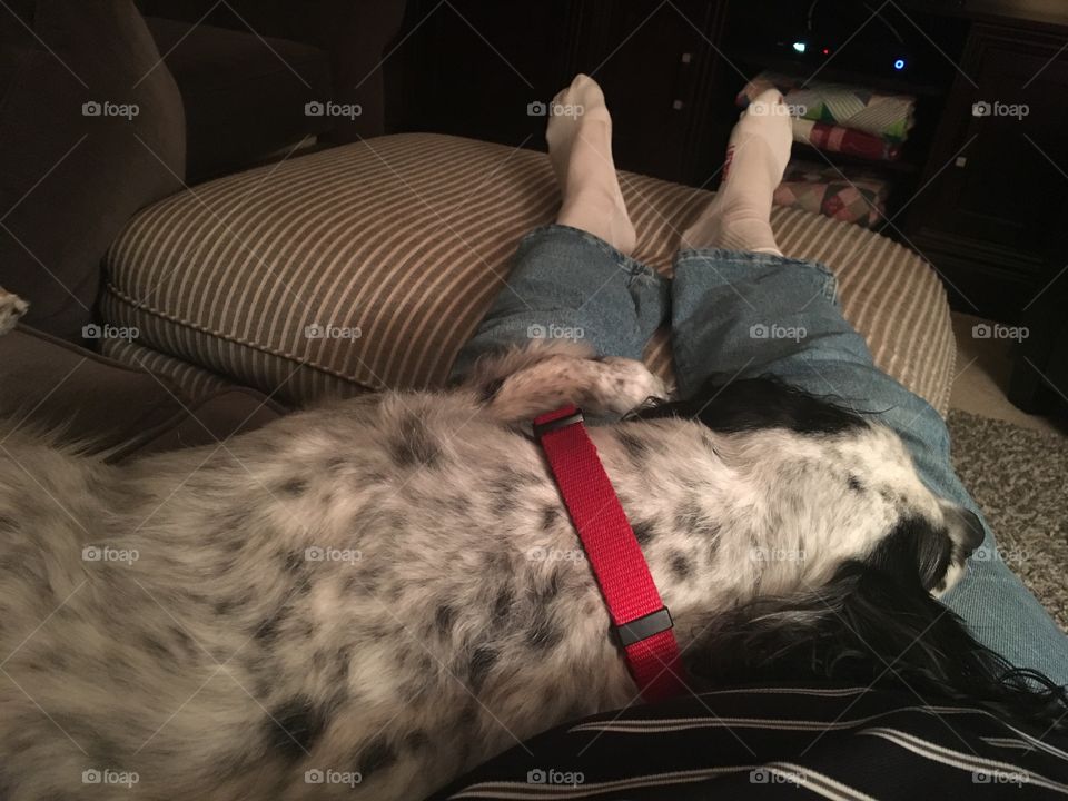 My lazy dog on my lap watching football with me.